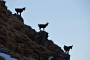 72 Gli stambecchi ci osservano mentre discendiamo la Val Salmurano
